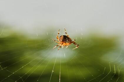 extermination araignées Montréal service professionnel résidentiel